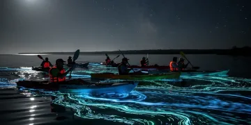 Kayakers exploring a glowing bioluminescent bay at night under a star-filled sky.